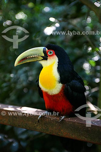 Assunto: Tucano-de-bico-verde (Ramphastos dicolorus) no Parque das Aves / Local: Foz do Iguaçu - Paraná (PR) - Brasil / Data: 05/2008 