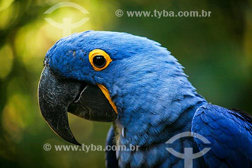  Assunto: Arara-azul-grande (Anodorhynchus hyacinthinus) - também chamada araraúna, arara-preta ou araruna - no Parque das Aves / Local: Foz do Iguaçu - Paraná (PR) - Brasil / Data: 05/2008 