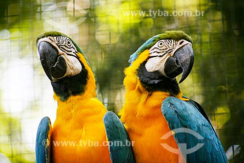 Assunto: Arara-Canindé (Ara ararauna) - também conhecida como Arara-de-barriga-amarela - no Parque das Aves / Local: Foz do Iguaçu - Paraná (PR) - Brasil / Data: 05/2008 