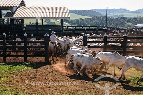  Assunto: Criação de gado em fazenda / Local: Foz do Iguaçu - Paraná (PR) - Brasil / Data: 05/2008 