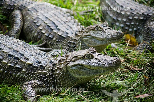  Assunto: Jacaré-do-pantanal (caiman crocodilus yacare) - também conhecido como Jacaré-do-paraguai - no Refúgio Biológico Bela Vista / Local: Foz do Iguaçu - Paraná (PR) - Brasil / Data: 05/2008 