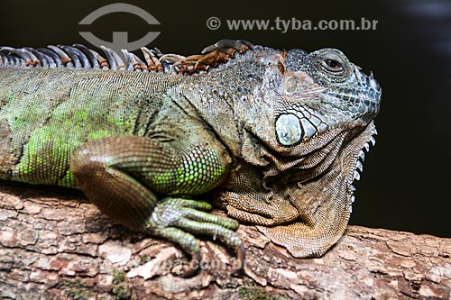  Assunto: Iguana Verde (Iguana iguana) no Refúgio Biológico Bela Vista / Local: Foz do Iguaçu - Paraná (PR) - Brasil / Data: 05/2008 