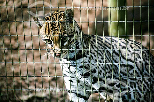  Assunto: Gato-do-mato (Leopardus tigrinus) - também conhecido como Gato-do-mato-pequeno - no Refúgio Biológico Bela Vista / Local: Foz do Iguaçu - Paraná (PR) - Brasil / Data: 05/2008 