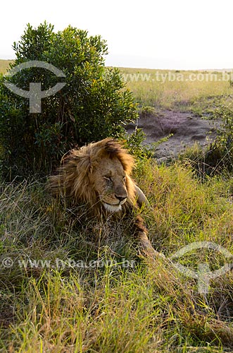  Assunto: Leão (Panthera leo) na Reserva Nacional Masai Mara / Local: Vale do Rift - Quênia - África / Data: 09/2012 