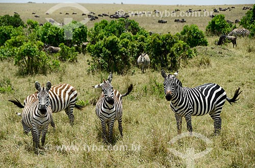  Assunto: Zebras na Reserva Nacional Masai Mara / Local: Vale do Rift - Quênia - África / Data: 09/2012 