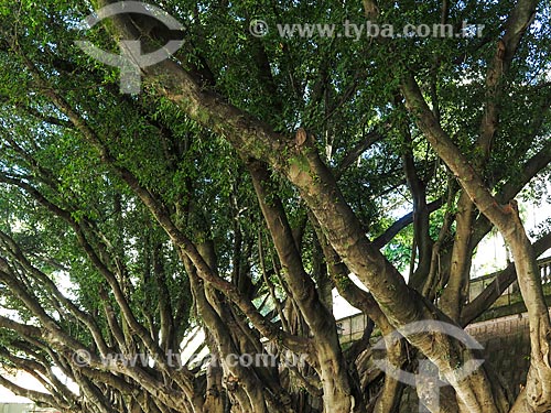  Assunto: Árvores na Praça Padre Gregório de Nadal - também conhecida como Praça do Arvoredo / Local: Porto Alegre - Rio Grande do Sul (RS) - Brasil / Data: 04/2014 