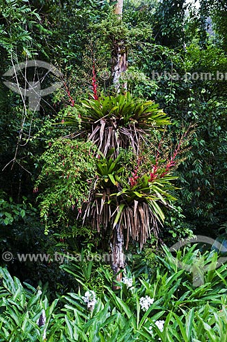  Assunto: Planta epífita com flor / Local: Tapiraí - São Paulo (SP) - Brasil / Data: 04/2014 