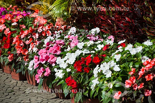  Assunto: Vasos de planta em floricultura no Largo do Machado / Local: Catete - Rio de Janeiro (RJ) - Brasil / Data: 07/2014 