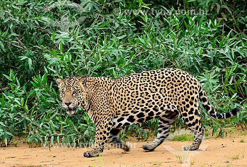  Onça pintada (Panthera onca) na beira do Rio Piquiri  - Barão de Melgaço - Mato Grosso (MT) - Brazil