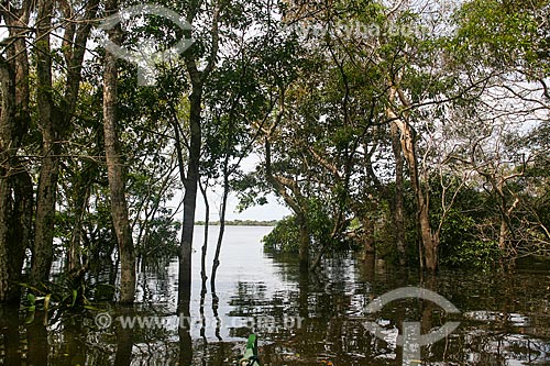  Mata alagada durante a cheia do Rio Negro  - Manaus - Amazonas (AM) - Brasil