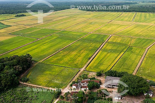  Plantação de arroz na zona rural de Iguape  - Iguape - São Paulo (SP) - Brasil