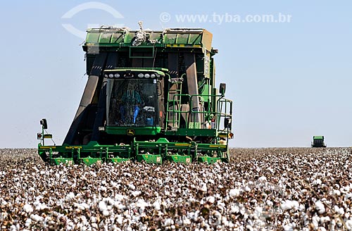  Colheitadeira com tecnologia avançada colhendo algodão  - Chapadão do Sul - Mato Grosso do Sul (MS) - Brasil