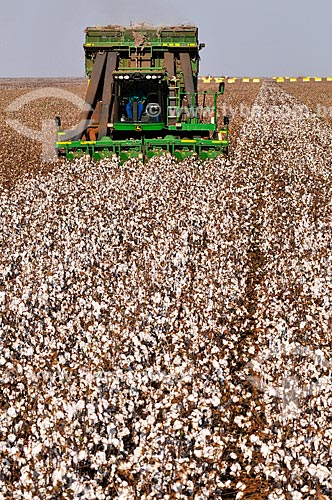  Colheitadeira com tecnologia avançada colhendo algodão  - Chapadão do Sul - Mato Grosso do Sul (MS) - Brasil
