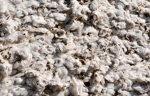  Detalhe de algodão prensado após colheita  - Chapadão do Sul - Mato Grosso do Sul (MS) - Brasil