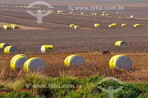  Fardos de algodão prensados por colheitadeiras  - Chapadão do Sul - Mato Grosso do Sul (MS) - Brasil