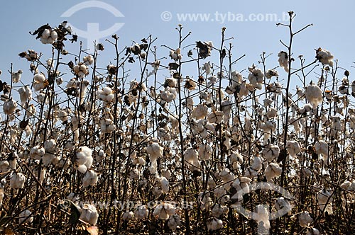  Plantação de algodão  - Chapadão do Sul - Mato Grosso do Sul (MS) - Brasil