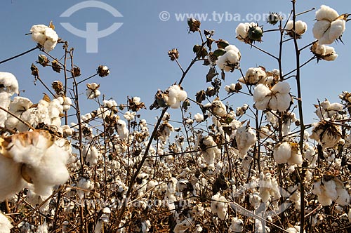  Plantação de algodão  - Chapadão do Sul - Mato Grosso do Sul (MS) - Brasil