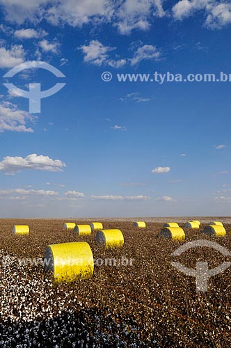  Fardos de algodão prensados por colheitadeiras  - Chapadão do Sul - Mato Grosso do Sul (MS) - Brasil