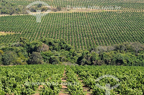  Plantação de Laranja  - Prata - Minas Gerais (MG) - Brasil