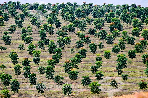  Plantação de Mogno  - São Roque de Minas - Minas Gerais (MG) - Brasil