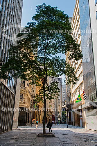  Árvore na Rua XV de novembro  - São Paulo - São Paulo (SP) - Brasil