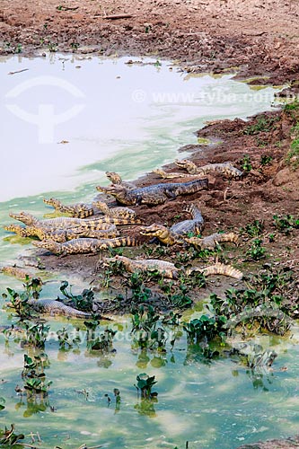  Filhotes de jacaré às margens do Rio Guaporé proximo à Fazenda Pau DÓleo e da Reserva Biológica do Guaporé  - São Francisco do Guaporé - Rondônia (RO) - Brasil