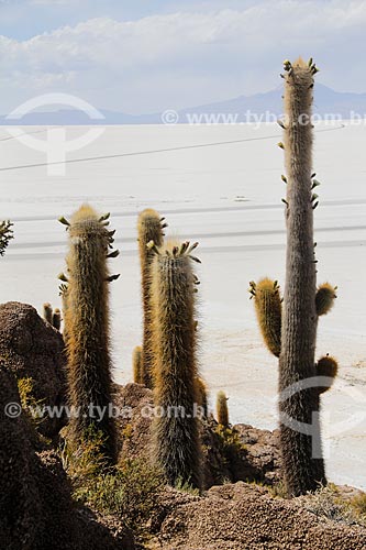  Cactos na Isla Pescado (Ilha do Pescado) - também conhecida como Isla Incahuasi  - Departamento Potosí - Bolívia