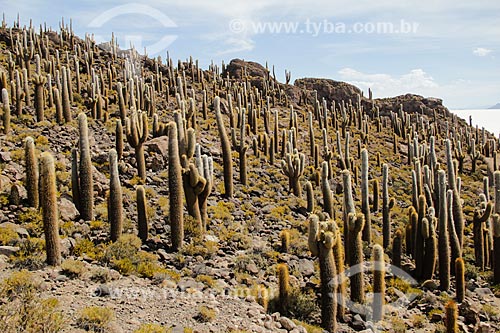  Cactos na Isla Pescado (Ilha do Pescado) - também conhecida como Isla Incahuasi  - Departamento Potosí - Bolívia