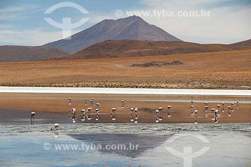  Flamingo-de-James (Phoenicoparrus jamesi) às margens de lagoa no Deserto Siloli  - Departamento Potosí - Bolívia