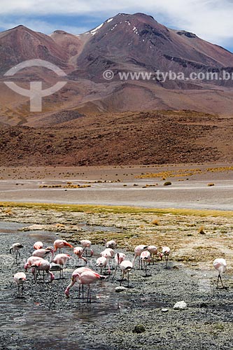  Flamingo-de-James (Phoenicoparrus jamesi) às margens de lagoa no Deserto Siloli  - Departamento Potosí - Bolívia