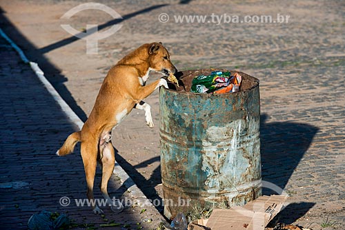  Cão procurando comida no lixo  - Maraú - Bahia (BA) - Brasil