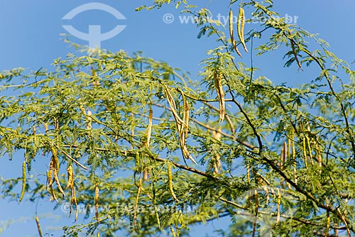  Vagens da Algaroba (Prosopis juliflora)  - Cedro - Pernambuco (PE) - Brasil