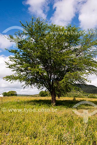  Algaroba (Prosopis juliflora)  - Arcoverde - Pernambuco (PE) - Brasil