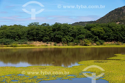  Pequeno açude com Algarobas (Prosopis juliflora) ao fundo  - Salgueiro - Pernambuco (PE) - Brasil