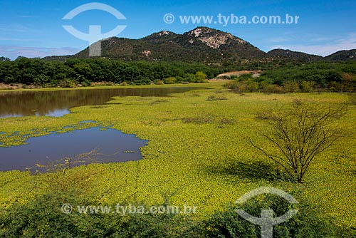  Pequeno açude com Algarobas (Prosopis juliflora) ao fundo  - Salgueiro - Pernambuco (PE) - Brasil