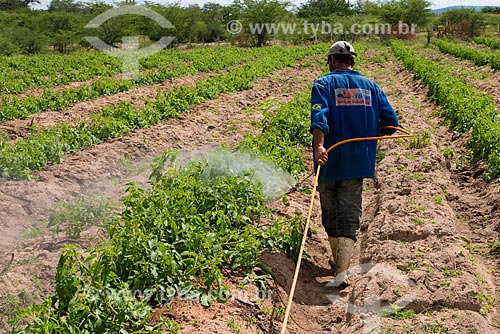  Trabalhador rural aplicando defensivo agrícola sem proteção em plantação de tomate-italiano no Sertão Pernambucano  - Arcoverde - Pernambuco (PE) - Brasil