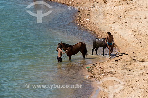  Cavalos tomando banho no Rio São Francisco  - Abaré - Bahia (BA) - Brasil
