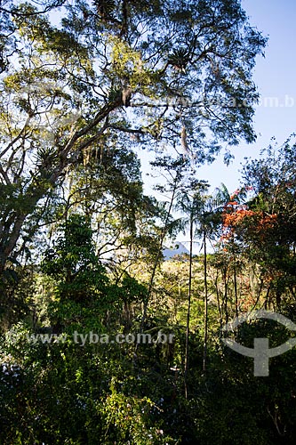  Vegetação no Parque Nacional da Serra dos Órgãos  - Petrópolis - Rio de Janeiro (RJ) - Brasil