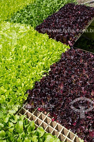  Plantação de alface crespa e alface roxa no Sítio São João (antiga Fazenda Bonfim)  - Petrópolis - Rio de Janeiro (RJ) - Brasil