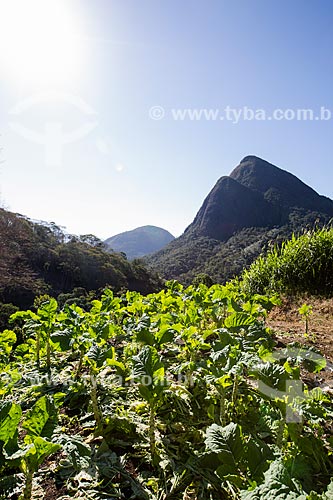  Plantação de couve próximo ao Parque Nacional da Serra dos Órgãos  - Petrópolis - Rio de Janeiro (RJ) - Brasil