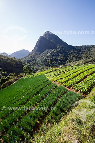  Plantação de cebolinha e rúcula próximo ao Parque Nacional da Serra dos Órgãos  - Petrópolis - Rio de Janeiro (RJ) - Brasil
