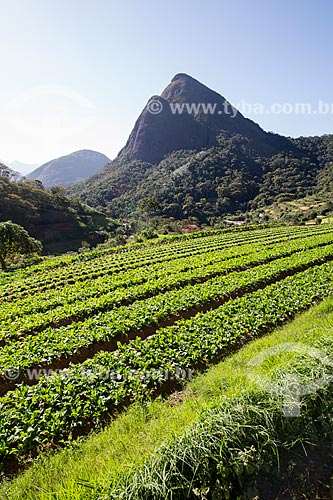  Plantação de rúcula próximo ao Parque Nacional da Serra dos Órgãos  - Petrópolis - Rio de Janeiro (RJ) - Brasil