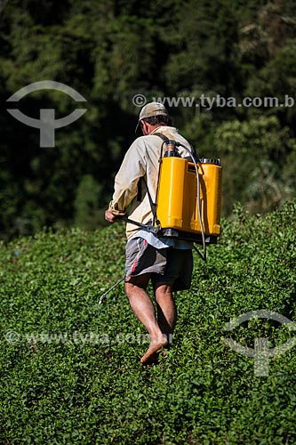  Homem aplicando o inseticida folidol em plantação de hortelã sem equipamento de proteção  - Petrópolis - Rio de Janeiro (RJ) - Brasil