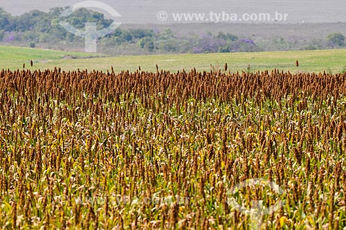  Plantação de sorgo  - Sacramento - Minas Gerais (MG) - Brasil