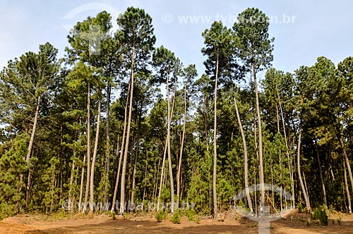  Plantação de pinheiro  - Sacramento - Minas Gerais (MG) - Brasil