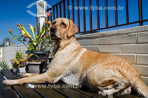  Cão da raça Labrador  - Rio de Janeiro - Rio de Janeiro (RJ) - Brasil