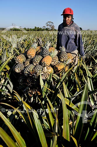  Trabalhador rural colhendo abacaxi tipo pérola  - Frutal - Minas Gerais (MG) - Brasil