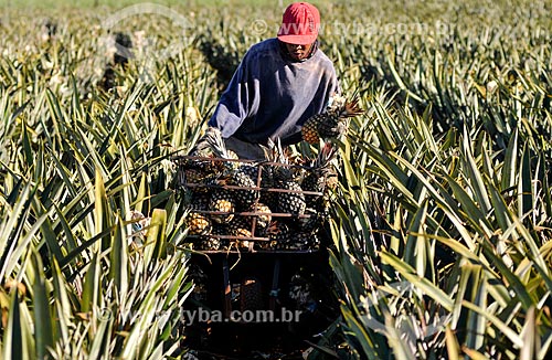  Trabalhador rural colhendo abacaxi tipo pérola  - Frutal - Minas Gerais (MG) - Brasil