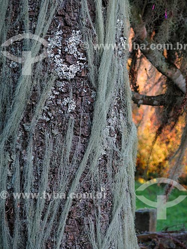  Detalhe do tronco de Araucária (Araucaria angustifolia) coberto por musgo  - São Francisco de Paula - Rio Grande do Sul (RS) - Brasil