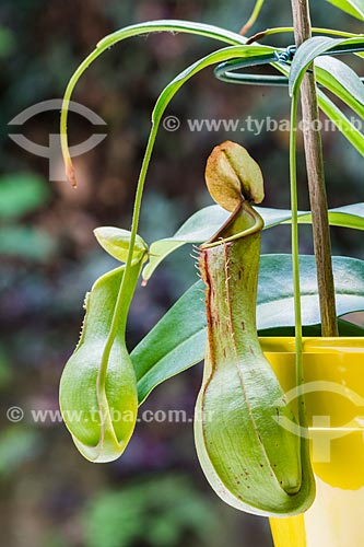  Detalhe da planta nepenthes - espécie de planta carnívora  - Rio de Janeiro - Rio de Janeiro (RJ) - Brasil